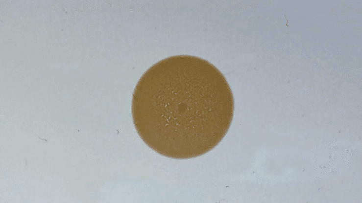 Yeast