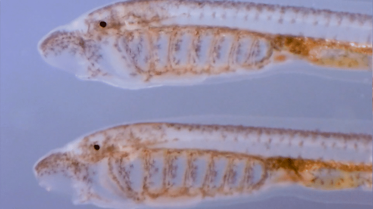 Lamprey