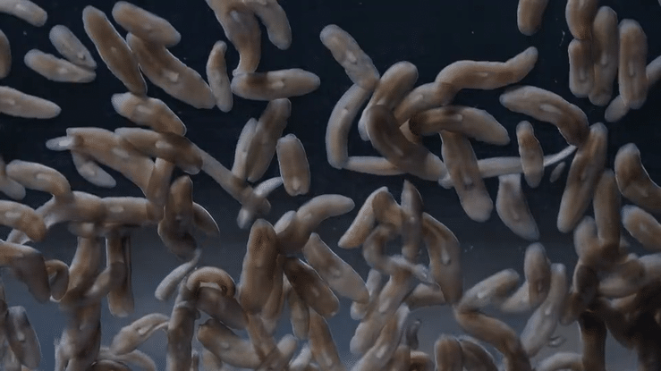 Planarian