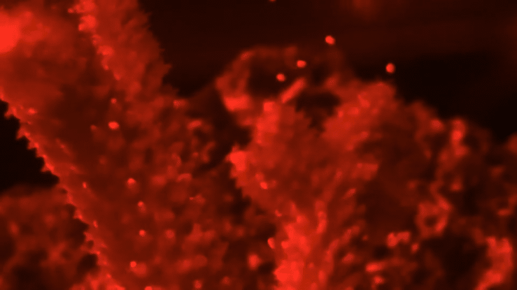 Coral spawn in lab
