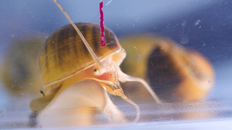 Apple snail